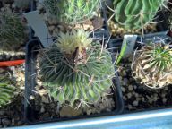 4582_Echinofossulocactus affphyllacanthus CH 2289-06-2016_17-35(1)